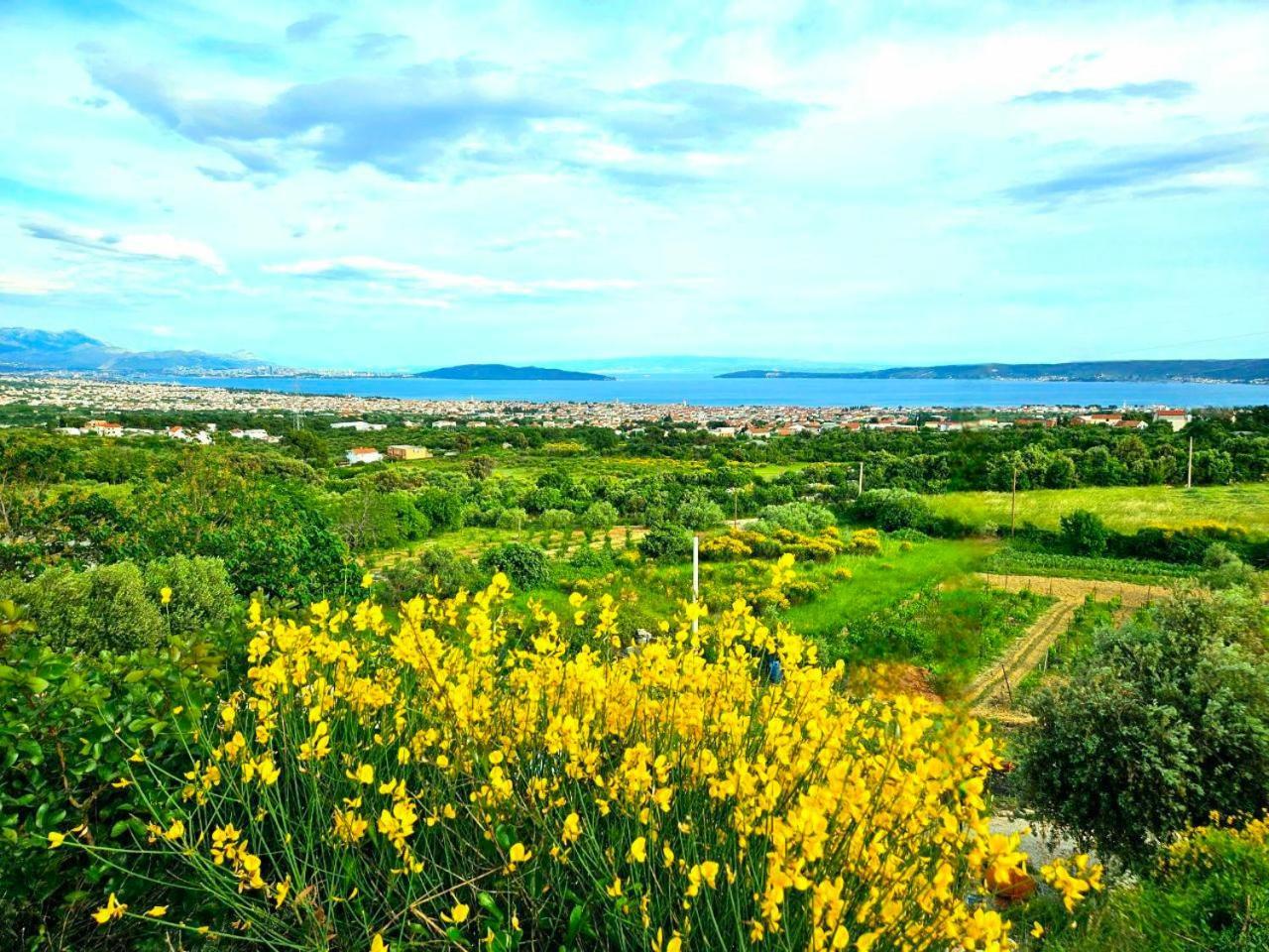 Bepina, Surrounded By Sea, Olive, Vineyard *